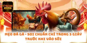 Mẹo Đá Gà - Soi Chuẩn Chỉ Trong 3 Giây Trước Khi Vào Sới